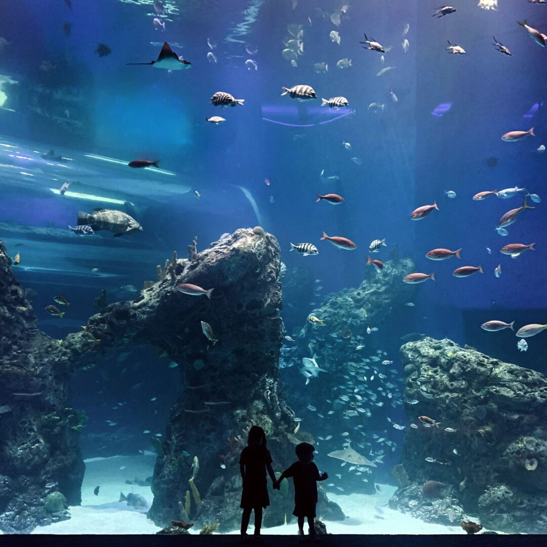 Mississipi Aquarium - Gulfport | CLAX®